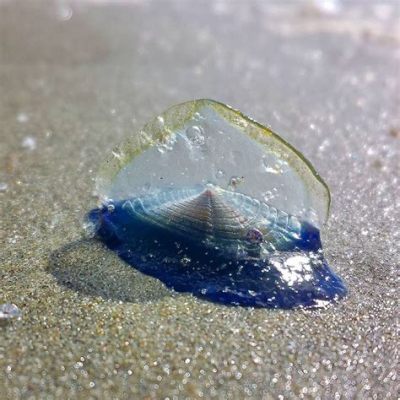   Velella velella： 海の漂流者でありながら、強力な捕食者でもある！